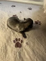 Mickey , a male Pomeranian for sale in Peoria, AZ – Photo 1 of 2