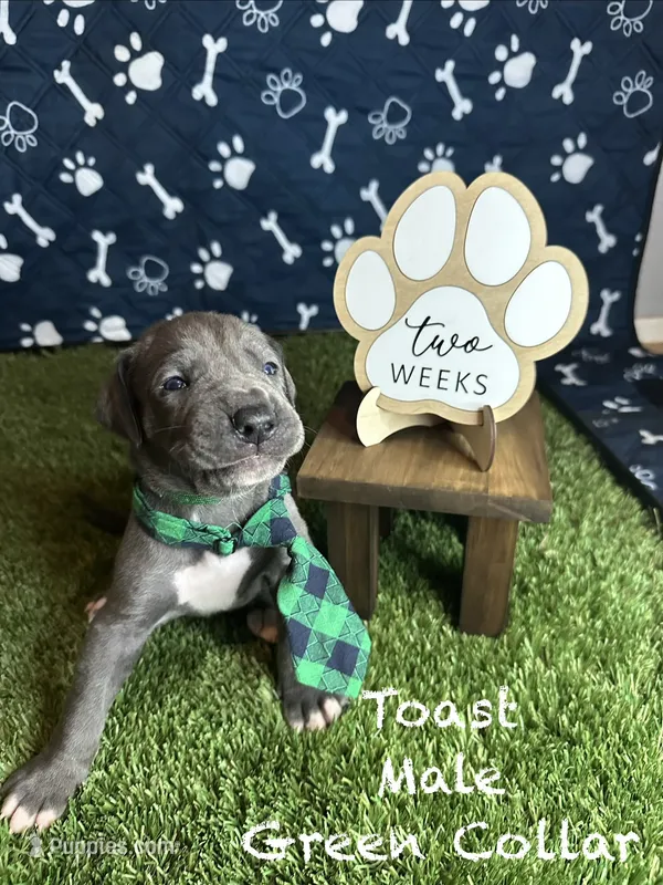 Toast  – Great Dane puppy for sale in Peoria, AZ