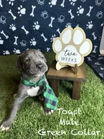 Toast , a male Great Dane for sale in Peoria, AZ – 1 of 7