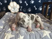 Omelette, a female Great Dane for sale in Peoria, AZ – 5 of 8