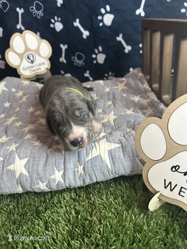 Honey  – Great Dane puppy for sale in Peoria, AZ