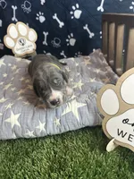 Honey , a female Great Dane for sale in Peoria, AZ – 1 of 6