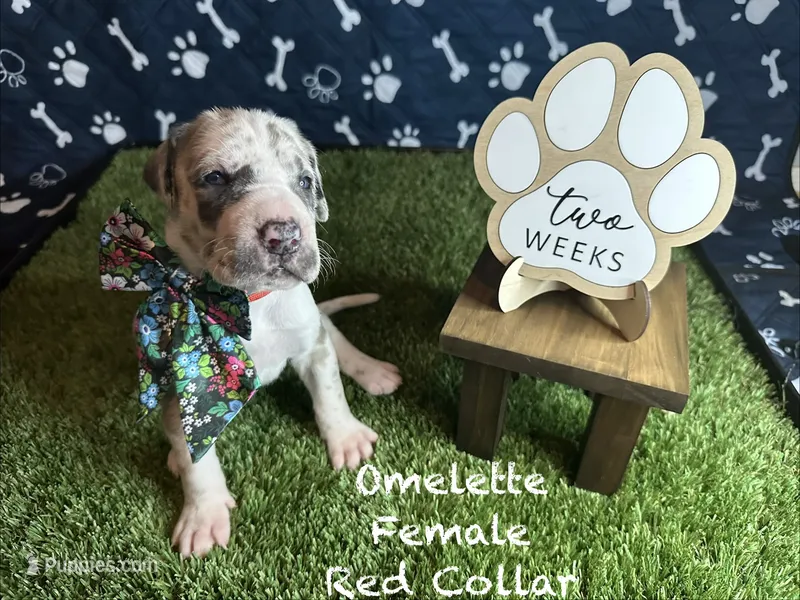 Omelette – Great Dane puppy for sale in Peoria, AZ