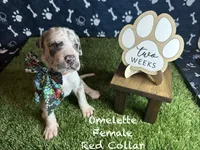 Omelette, a female Great Dane for sale in Peoria, AZ – 3 of 8