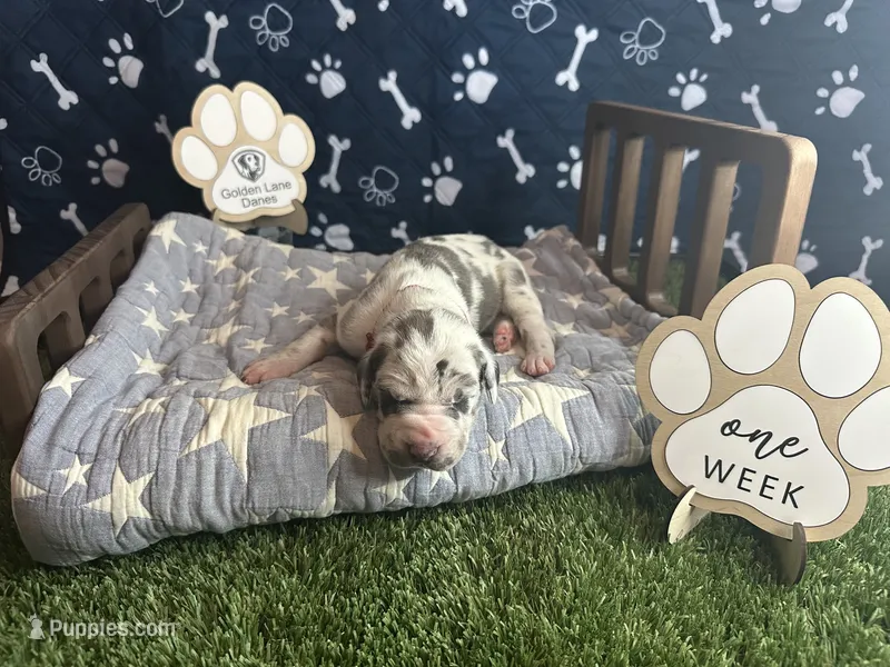 Omelette – Great Dane puppy for sale in Peoria, AZ