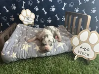 Omelette, a female Great Dane for sale in Peoria, AZ – 1 of 8