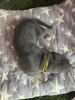 Honey , a female Great Dane for sale in Peoria, AZ – 5 of 6