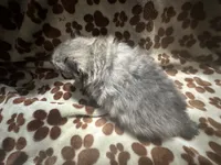 Mickey , a male Pomeranian for sale in Peoria, AZ – 6 of 10