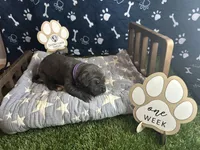 Pancake, a female Great Dane for sale in Peoria, AZ – 7 of 8