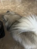 Bandit, a male Pomeranian for sale in Peoria, AZ – 9 of 9