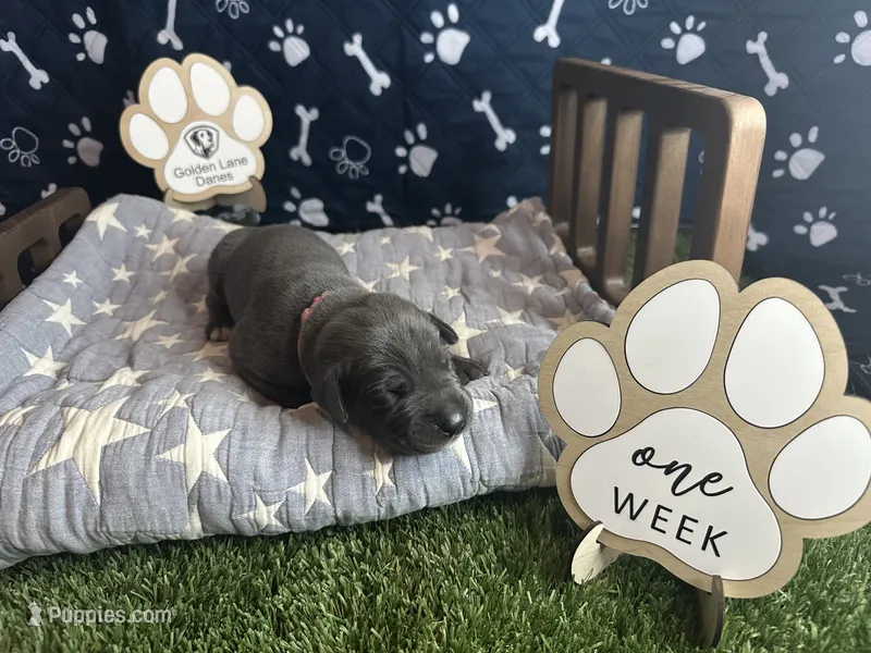 Biscuit  – Great Dane puppy for sale in Peoria, AZ