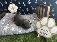 Biscuit , a female Great Dane for sale in Peoria, AZ – 1 of 5