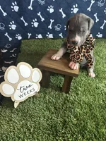 Honey , a female Great Dane for sale in Peoria, AZ – 4 of 8