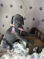 Pancake, a female Great Dane for sale in Peoria, AZ – 1 of 9