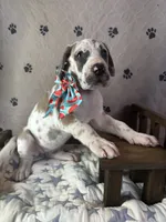 Omelette, a female Great Dane for sale in Peoria, AZ – 2 of 8