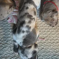 Fontina , a female Great Dane for sale in Peoria, AZ – Photo 3 of 4