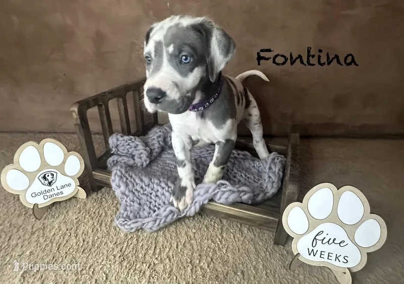Fontina  – Great Dane puppy for sale in Peoria, AZ