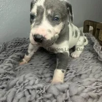 Fontina , a female Great Dane for sale in Peoria, AZ – Photo 2 of 4