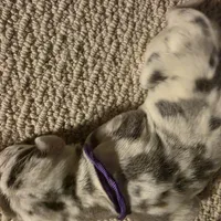 Fontina , a female Great Dane for sale in Peoria, AZ – Photo 4 of 4