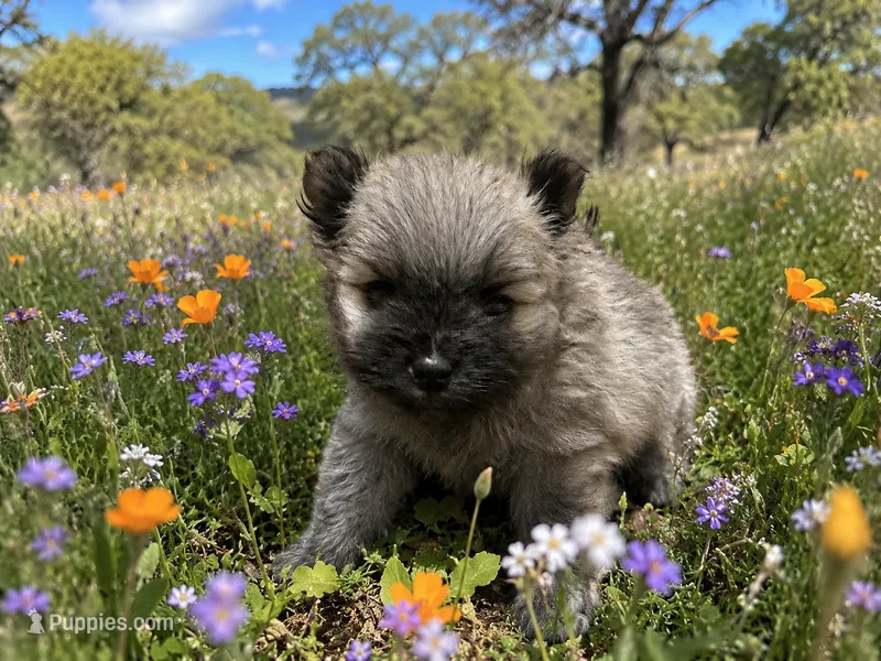 Mickey  – Pomeranian puppy for sale in Peoria, AZ