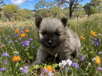 Mickey , a male Pomeranian for sale in Peoria, AZ – 1 of 10