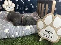 Biscuit , a female Great Dane for sale in Peoria, AZ – 3 of 5