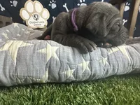 Pancake, a female Great Dane for sale in Peoria, AZ – 6 of 8