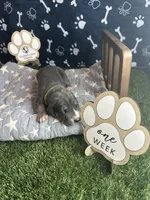 Honey , a female Great Dane for sale in Peoria, AZ – 2 of 6
