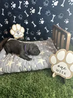 Pancake, a female Great Dane for sale in Peoria, AZ – 3 of 8
