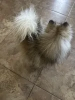Bandit, a male Pomeranian for sale in Peoria, AZ – 3 of 9