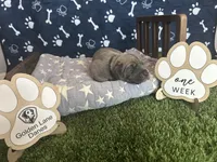 Bacon , a male Great Dane for sale in Peoria, AZ – 3 of 6