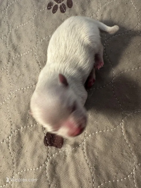 Minnie  – Pomeranian puppy for sale in Peoria, AZ