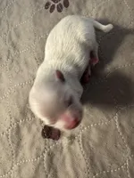 Minnie , a female Pomeranian for sale in Peoria, AZ – Photo 1 of 3