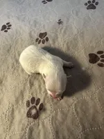 Minnie , a female Pomeranian for sale in Peoria, AZ – Photo 2 of 3