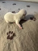 Minnie , a female Pomeranian for sale in Peoria, AZ – Photo 3 of 3