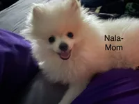 Minnie , a female Pomeranian for sale in Peoria, AZ – 9 of 10