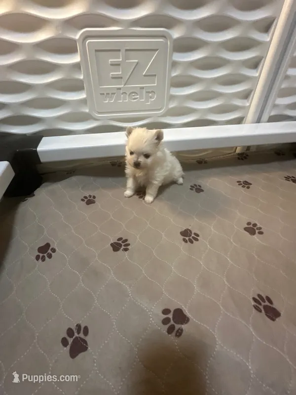 Minnie  – Pomeranian puppy on hold in Peoria, AZ
