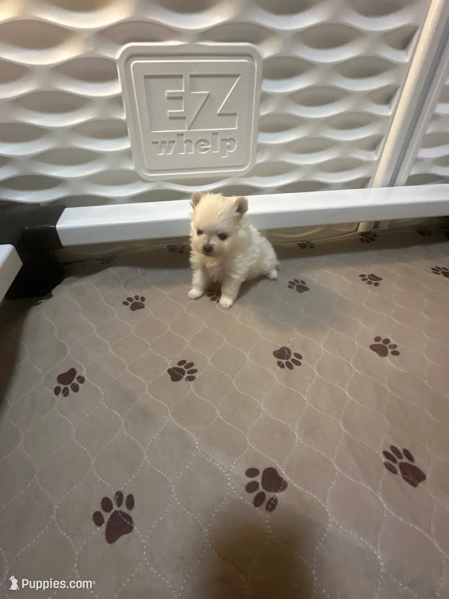 Minnie , a female Pomeranian for sale in Peoria, AZ – 1 of 10