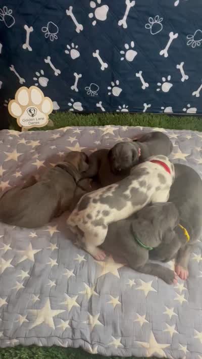 Honey , a female Great Dane for sale in Peoria, AZ – 6 of 6