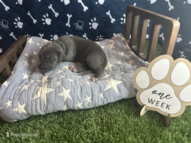 Toast  – Great Dane puppy for sale in Peoria, AZ