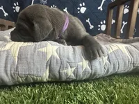 Pancake, a female Great Dane for sale in Peoria, AZ – 5 of 8