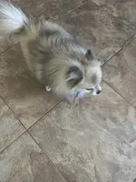 Bandit, a male Pomeranian for sale in Peoria, AZ – 7 of 9