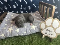 Toast , a male Great Dane for sale in Peoria, AZ – 2 of 6