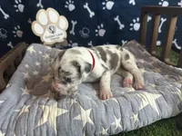 Omelette, a female Great Dane for sale in Peoria, AZ – 7 of 8