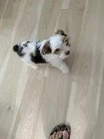 Cash, a male Yorkshire Terrier for sale in Lilburn, GA – 2 of 4