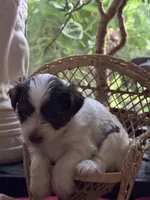 Casha, a female Yorkshire Terrier for sale in Lilburn, GA – 4 of 5