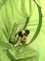 Casha, a female Yorkshire Terrier for sale in Lilburn, GA – 5 of 5
