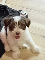 Casha, a female Yorkshire Terrier for sale in Lilburn, GA – 1 of 5