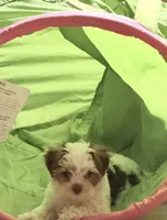 Cash, a male Yorkshire Terrier for sale in Lilburn, GA – 1 of 4