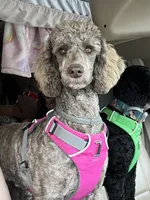 🐶 AKC Moyen “Belle” 🐶 , a female Poodle - Miniature  and Poodle - Standard  for sale in Portland, ME – 9 of 9